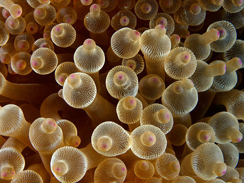 Bubble-tip anemone